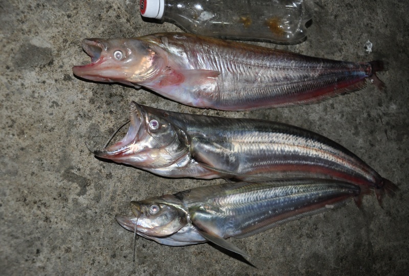 วันนี้เนื้ออ่อนมีมาก ปลาเบี้ยด้วย ไล่ฮุบลูกปลาที่รอยน้ำชนได้มาเวลายกขึ้นตลิ่งมันดิ้นปั่ดๆหลุดหมด เซง