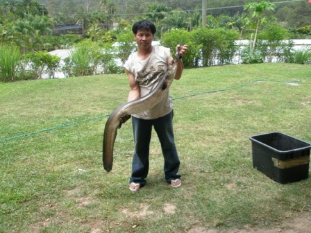 ลืมบอกไปตัวนี้กลืนเหยื่อปลั๊กผมหายไปในคอเลย โหดมาก ๆ :ohh: :ohh: :ohh: