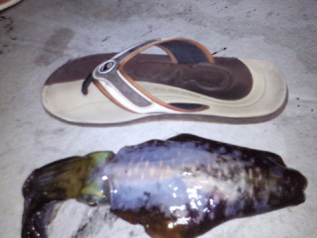 ดูขนาดคับ

 :cool: