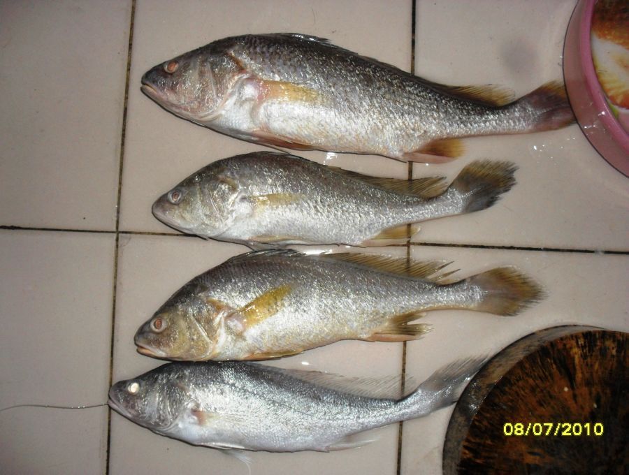 ขอดเกล็ดเรียบร้อย :cool: