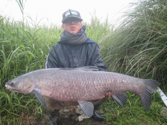 ตัวนี้เมืองไทยไม่มี กินหอยและสัตว์เล็กๆเป็นอาหารหรือเรียกว่า black carp