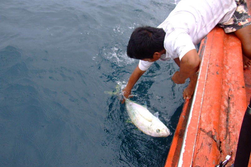 ขอเกี่ยวก็ไม่ว่าง เพราะเอาไปเกี่ยวโฉมงานที่หัวเรือ   ไต๋เลยเอามือจับหางซ่ะเลย