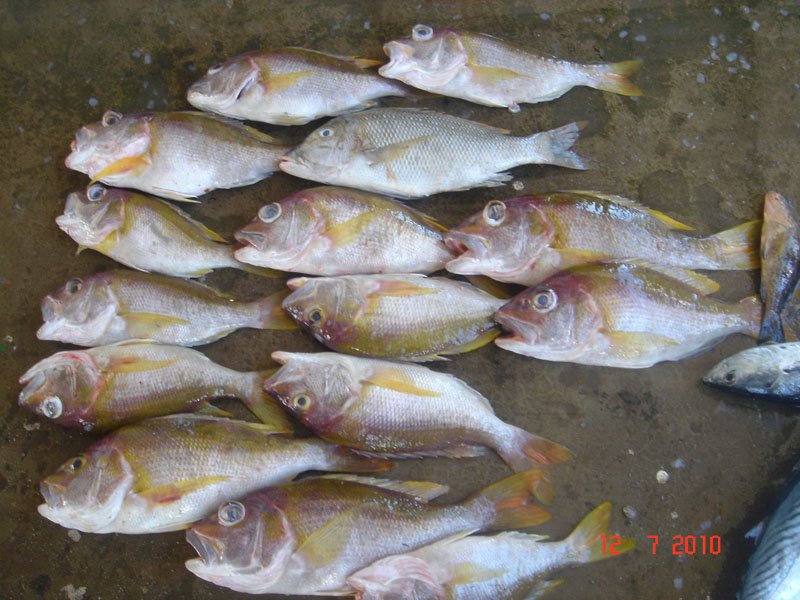 น้องเหลือง :cheer: :cheer: :cheer:
