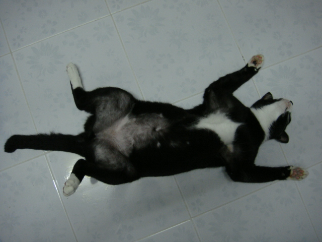 แมวป้าเอง ชื่อ ตุ๊ด ตู  ท่าหากิน :laughing: :laughing: :laughing: