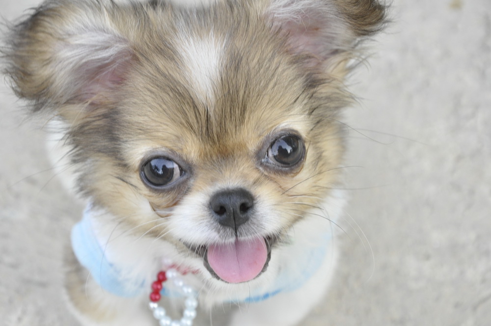 Dolly ครับ  :grin: :grin: :grin:
