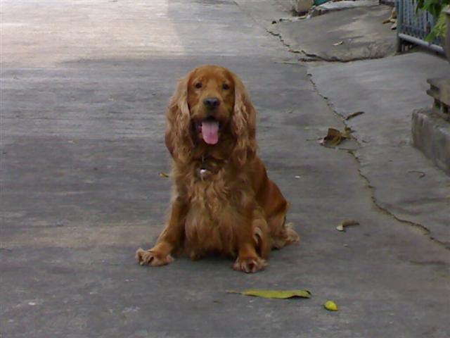 นี่  BOBO