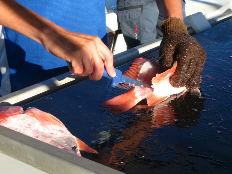วิธีการแล่ของที่นี่
จะใช้วิธีการเฉือดคอให้เลือดออกให้หมด
ทั้งปลาเล็กและปลาใหญ่
และเอาแต่เนื้อขาวเ