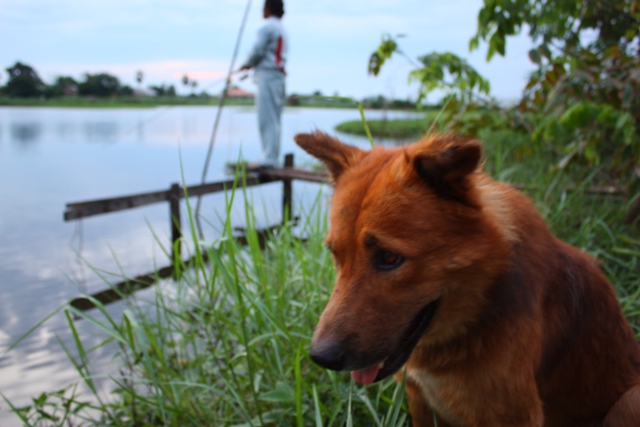 ตัวนี้ครับไปไหนไปกันเลยแต่ชอบกัดหางตัวเอง :laughing: :laughing: :laughing: