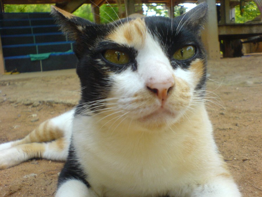 ตัวนี้ชื่อมุกครับ    แมวแสนรู้ไม่กลัวใคร    จับนก   กระรอก  เก่งมากๆ