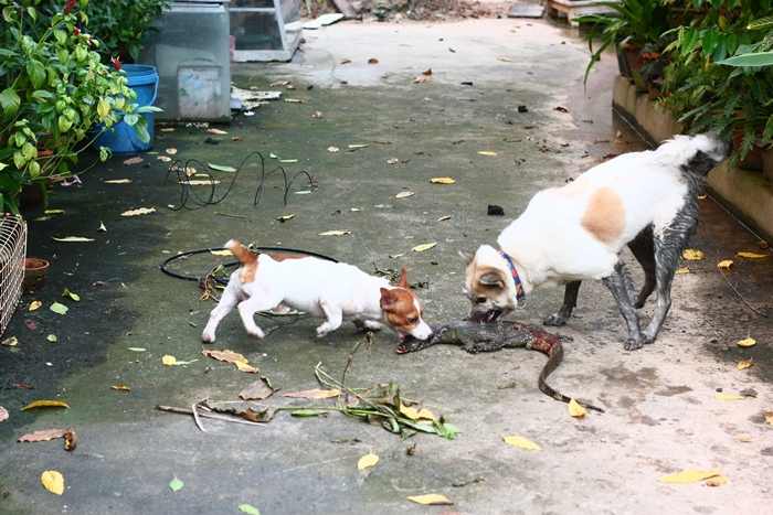 2ซ่าพึ่งจะหาเรื่องให้เลยครับ 
กัดตะกวดในบ้าน บางแก้วโดนกัดที่มุมปากนิด ต้องพาไปฉีดยากันบาดทะยักครับ