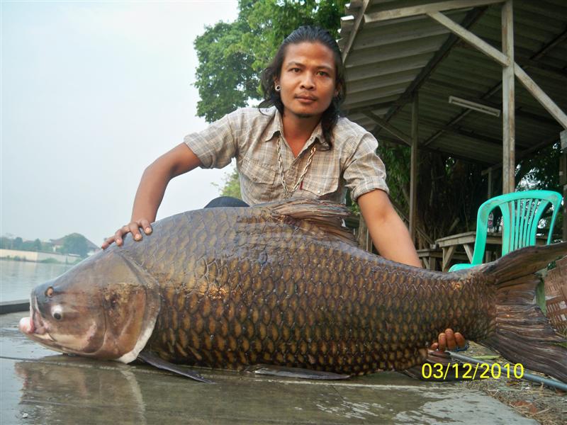 ถ้าโชคดีมากๆ...ปลานิลยักษ์อาจโผล่มาต้อนรับคุณแบบนี้... :cheer: