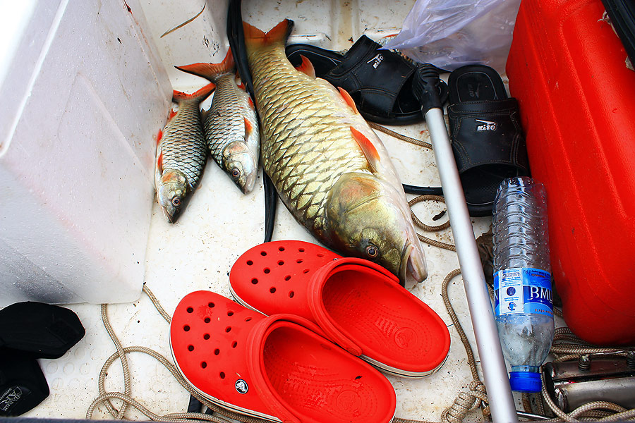 


 [b]ตัวอื่นดูเล็กไปทันตา   เอิ๊กๆ[/b] :grin: