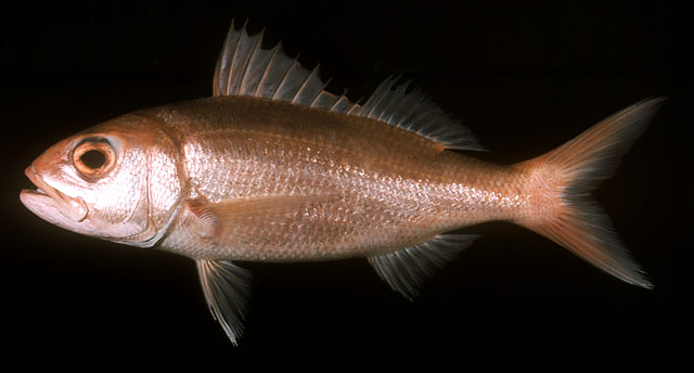 3 ปลาสีทอง
Etelis carbunculus   
Deep-water red snapper  
 :laughing: :laughing: