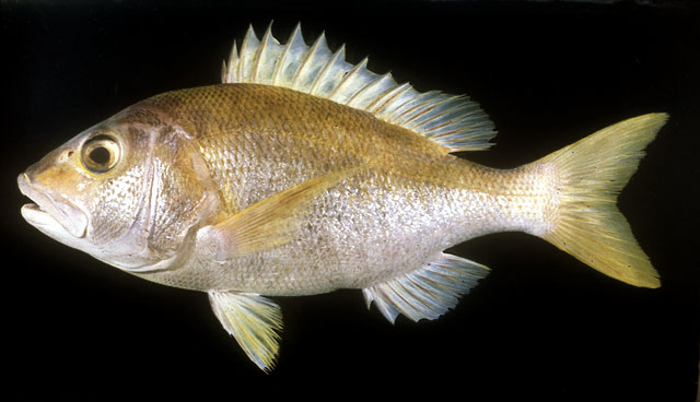 ปลาสีเหลือง เหลืองลำดวน
Lipocheilus carnolabrum    
Tang's snapper  
