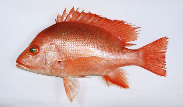 ปลากะพงแดง
Lutjanus timoriensis    
Timor snapper  
