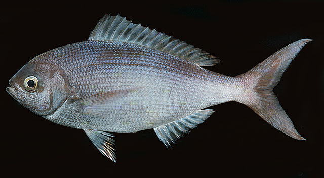 Paracaesio sordida    
Dirty ordure snapper  
 :ohh: :tongue: