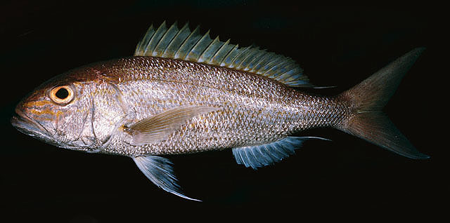 ปลาหัวลาย
Pristipomoides multidens   
Goldbanded jobfish  
