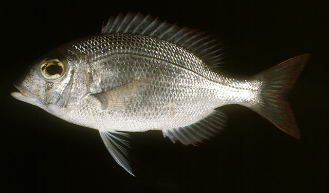 ปลาตะมะแก้ว
Gymnocranius microdon   
Blue-spotted large-eye bream 
 :cheer: :cheer: