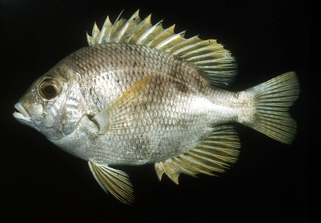 ปลาขี้แตก
Wattsia mossambica    
Mozambique large-eye bream  

