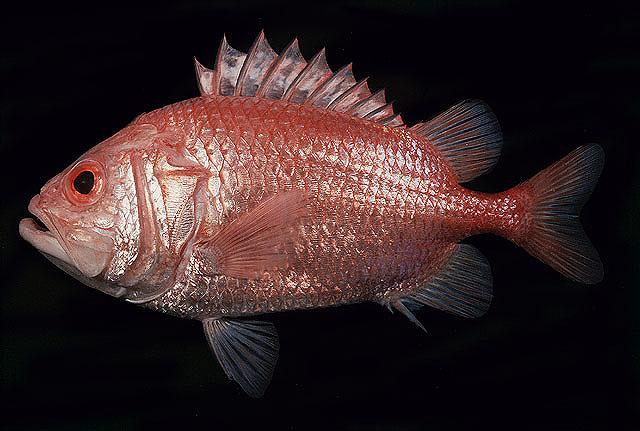 Ostichthys japonicus   
Japanese soldierfish  
