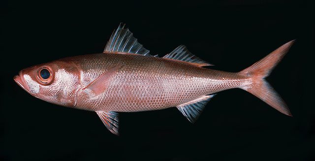 ปลาสีทองกล้วย
Erythrocles schlegelii    
Japanese rubyfish  
 :cheer: :cheer: