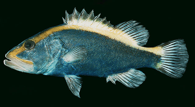 Aulacocephalus temminckii   Bleeker, 1854  
Goldribbon soapfish 
