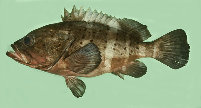 ปลาเก๋าบั้ง
Epinephelus amblycephalus     
Banded grouper  
