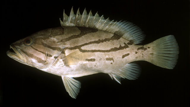 เก๋างูเหลือม
Epinephelus morrhua    
Comet grouper  
