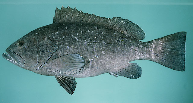 Epinephelus multinotatus    
White-blotched grouper  
