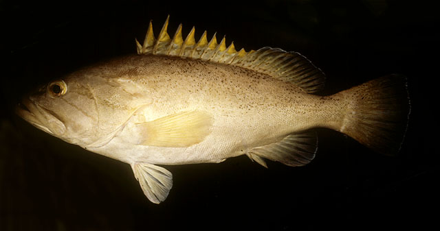 ปลาเก๋าลื่น
Epinephelus poecilonotus   
Dot-dash grouper 
 
 :cool: