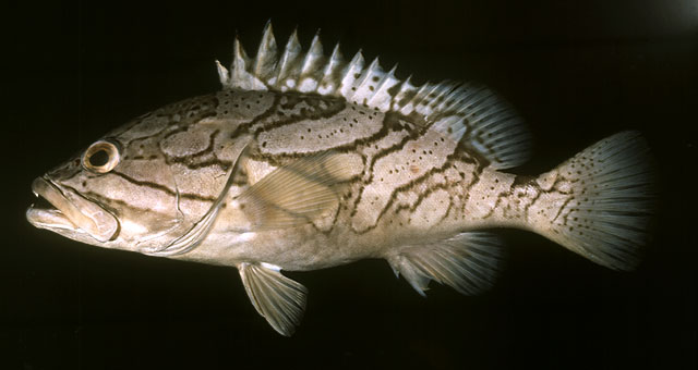 ปลาเก๋าลื่น
Epinephelus radiatus     
Oblique-banded grouper  
