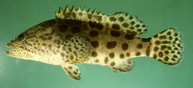 ปลาเก๋าดอกหมาก
Epinephelus tukula     
Potato grouper  
 :love: :love: :love: