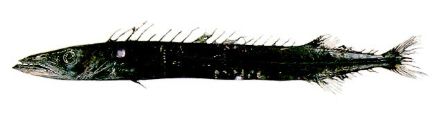 ปลาอินทรีงู
Nesiarchus nasutus   
Black gemfish  
