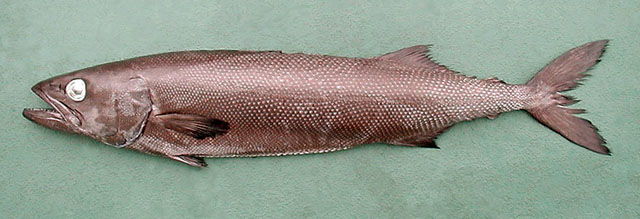 Ruvettus pretiosus   Cocco, 1833  
Oilfish  

