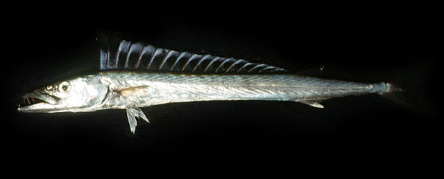 ปลาปีศาจ
Thyrsitoides marleyi    
Black snoek  
 :kiss: :kiss: :kiss: