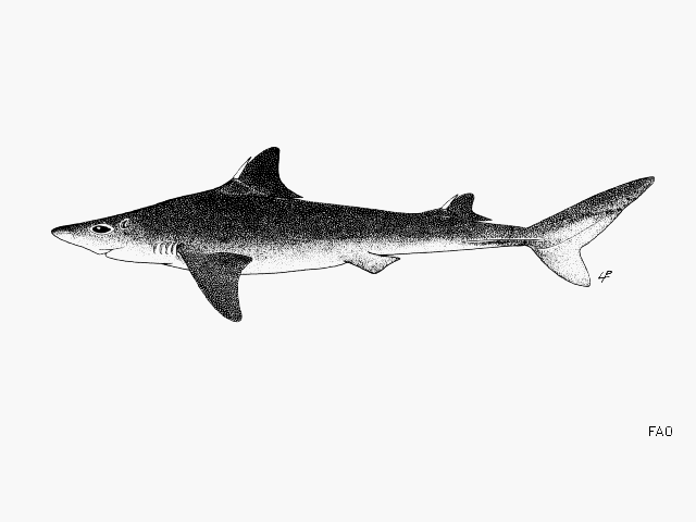 ฉลามน้ำลึก
Squalus mitsukurii  