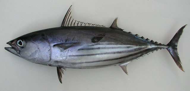 ปลาโอลาย
Katsuwonus pelamis   
Skipjack tuna  
