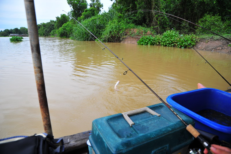 วันนี้สั่งกุ้งไป 200 ตัวครับ