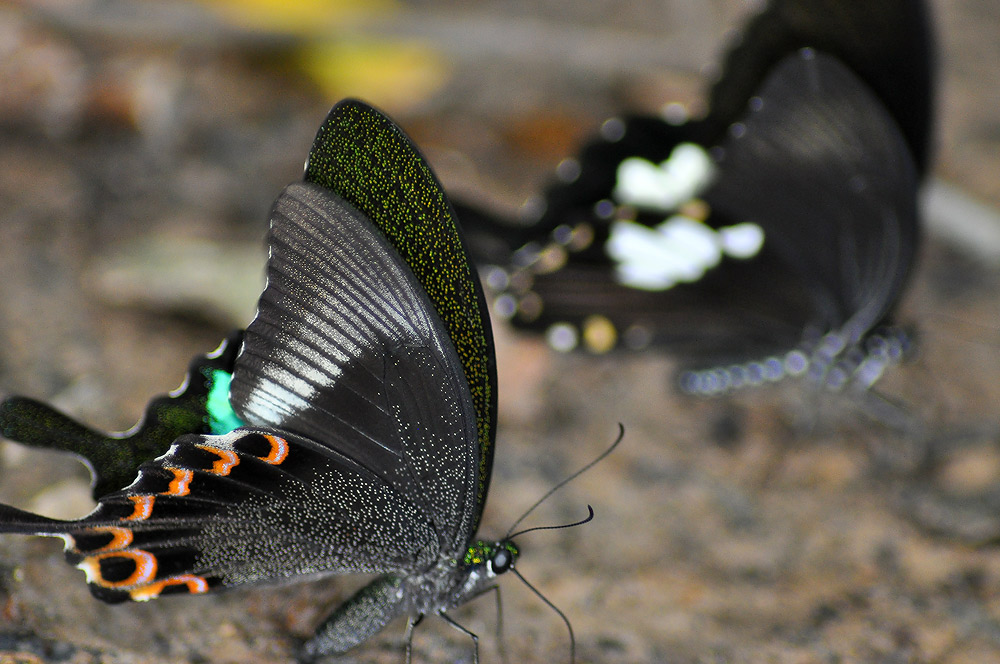 
ไม่เข้าใจ  F5.6   กับช่วง300  mm.    ทำไมเดปมันตื้นจัง    :grin: :grin: :grin: :grin: