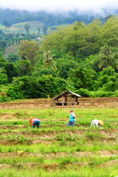 มีภูเขาเป็นหลังคา มีท้องนาเป็นพื้นเรือน