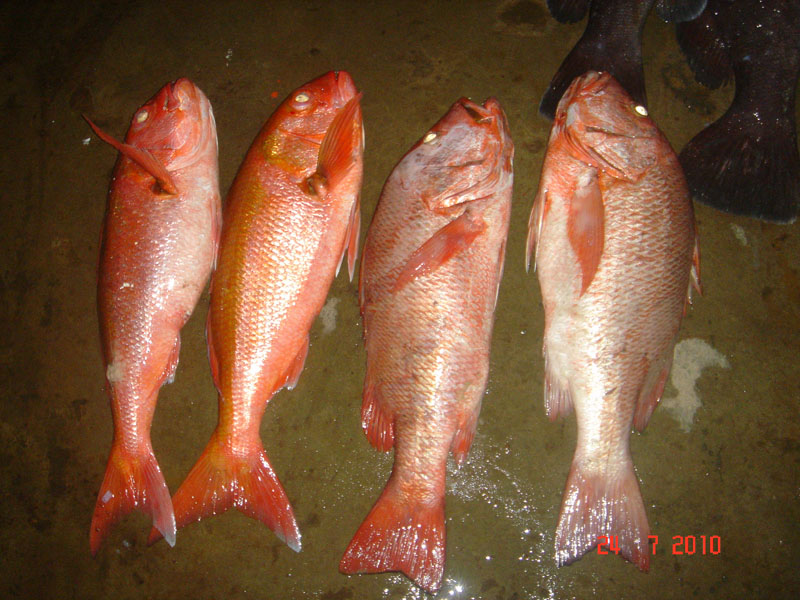 สีทองและแดงเขี้ยว 1 ในนั้น จำไม่ได้ว