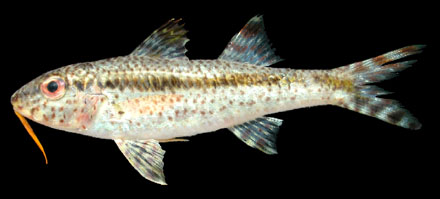 ปลาหนวดแพะ
Upeneus tragula (Richardson, 1846)
Freckled goatfish 