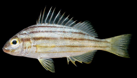 ข้างเขือครับ
Pelates quadrilineatus (Bloch, 1790)
Fourlined terapon