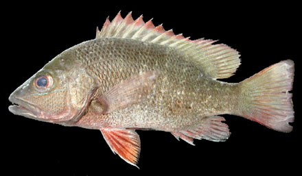 แดงเขี้ยว
Lutjanus argentimaculatus (Forsskål, 1775) 
Mangrove red snapper