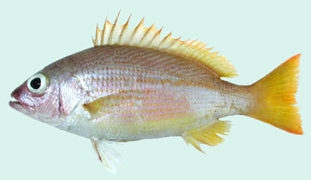 ข้างเหลือง
Lutjanus lutjanus 
bigeye snapper 