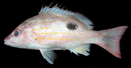 ข้างปาน
Lutjanus russellii 
Russell's snapper 