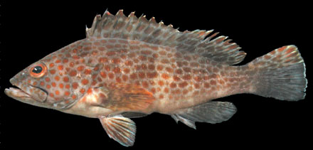 เก๋าดอกแดง

Epinephelus bleekeri (Vaillant, 1877)
Duskytail grouper 