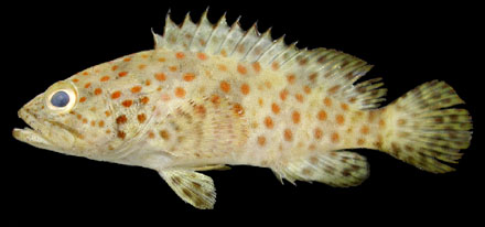 เก๋าดอกส้ม
Epinephelus coioides (Hamilton, 1822)
Orange-spotted grouper