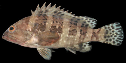 เก๋าแฉก
Epinephelus sexfasciatus (Valenciennes, 1828) 
Sixbar grouper 