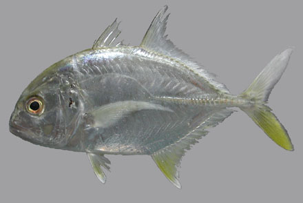 กะมงพร้าว
Caranx ignobilis (Forsskål, 1775)
Giant trevally 